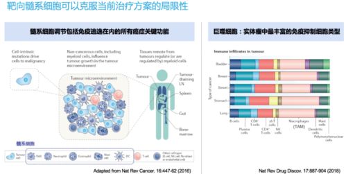 法圖醫(yī)藥廖曉伶團(tuán)隊(duì) 核心產(chǎn)品獲FDA孤兒藥認(rèn)定，解鎖靶向髓細(xì)胞的新型癌癥免疫療法